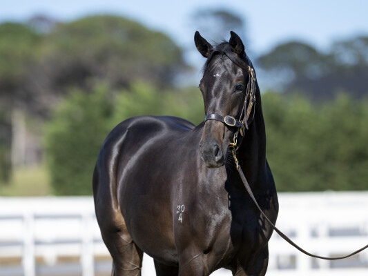 Lot 778: Tagaloa / Best Episode