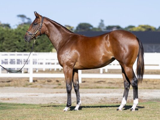 Lot 789: Grunt (NZ) / Capezel