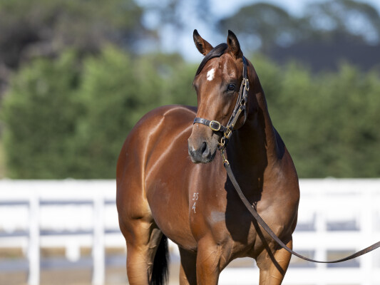 Lot 789: Grunt (NZ) / Capezel