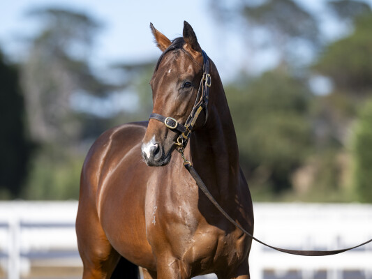 Lot 28: Blue Point (IRE) / Elusive Express (NZ)