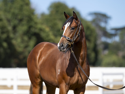 Lot 593: Tagaloa / Dundeel Star