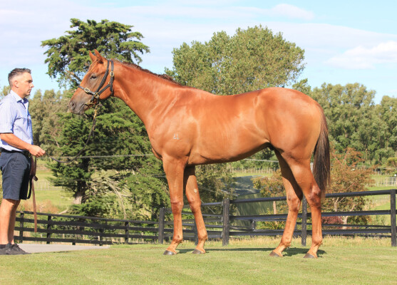 Lot 214: Written By / Mum's Fault