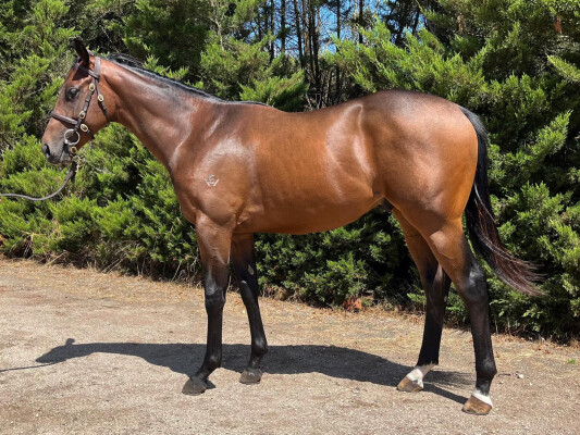 Lot 626: Royal Meeting (IRE) / High Class (NZ)