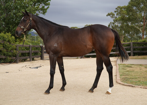Lot 761: Pinatubo (IRE) / Yosemite (NZ)