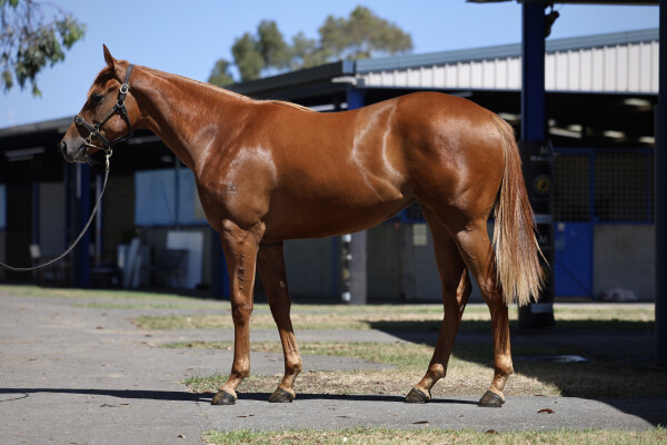 Lot 126: Anamoe / Inthemidstofbiz (USA)