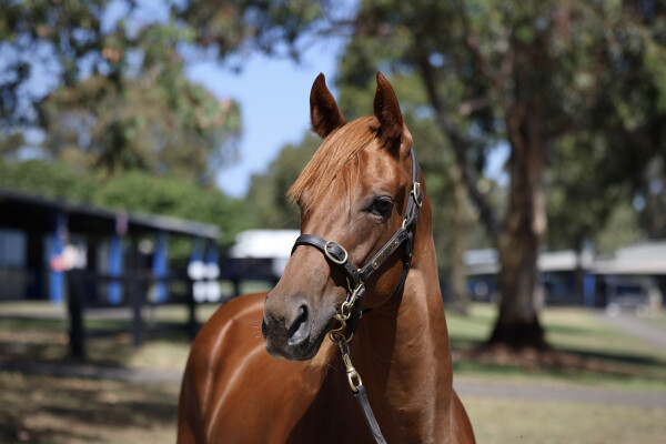 Lot 126: Anamoe / Inthemidstofbiz (USA)