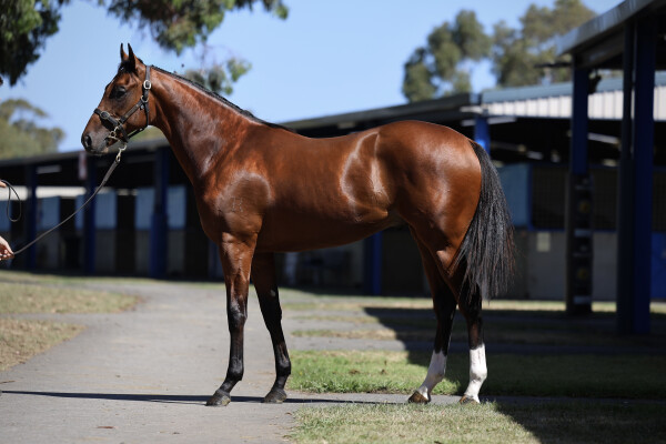 Lot 128: Dundeel (NZ) / Irithea