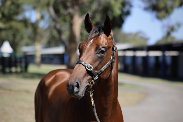Lot 128: Dundeel (NZ) / Irithea