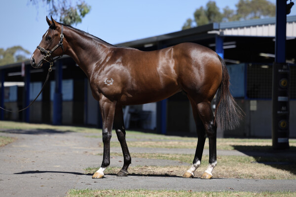 Lot 139: Toronado (IRE) / Justice Glory