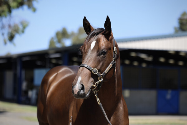 Lot 139: Toronado (IRE) / Justice Glory
