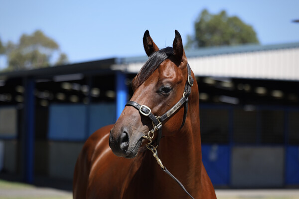 Lot 323: Home Affairs / Seven Sonnets