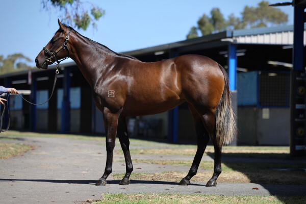 Lot 795: Brazen Beau / Ceilidh