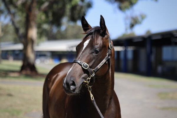 Lot 795: Brazen Beau / Ceilidh