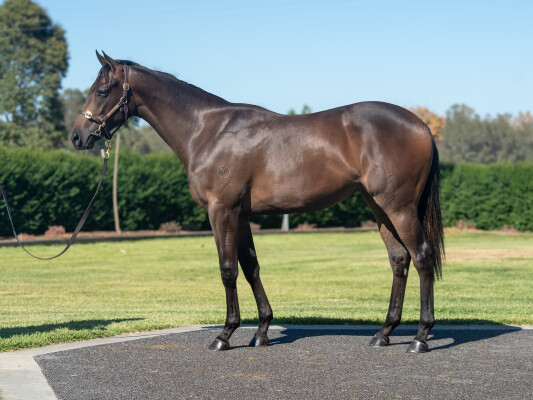 Lot 450: Diatonic (JPN) / Zac Attack