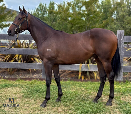 Lot 304: Ghaiyyath (IRE) / S'Il Te Plait