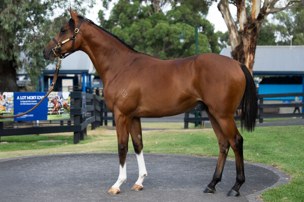 Lot 19: Ghaiyyath (IRE) / Dom Perion
