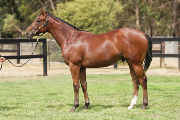 Lot 55: Pierata / Festival Dancer