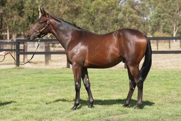 Lot 92: Blue Point (IRE) / Hasta Manana