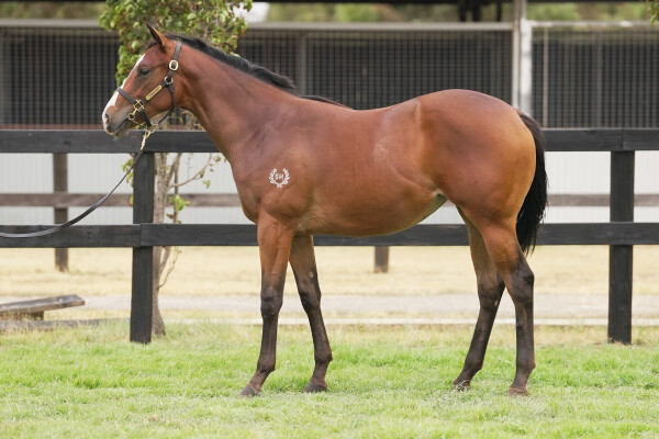 Lot 237: Pinatubo (IRE) / Nothin' on Me (NZ)