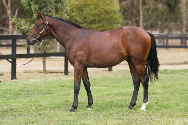 Lot 341: Fierce Impact (JPN) / Silk Jacket