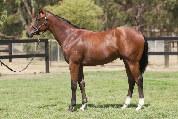 Lot 389: Jacquinot / Switched