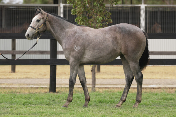 Lot 397: Blue Point (IRE) / The Grey Flash