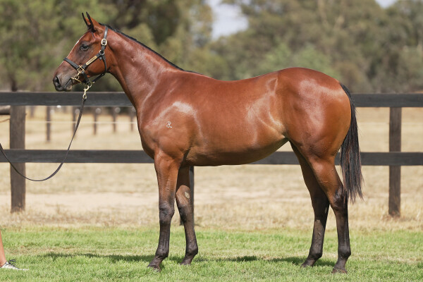 Lot 494: Toronado (IRE) / Attribution