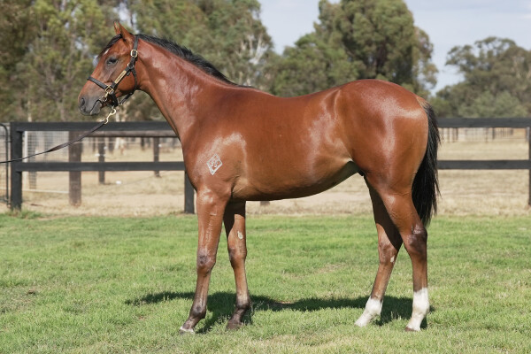 Lot 533: Farnan / Bulle de Champagne (IRE)