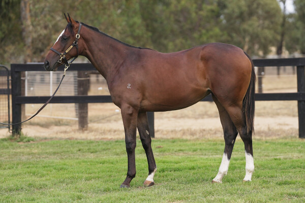 Lot 548: Russian Camelot (IRE) / Celestine