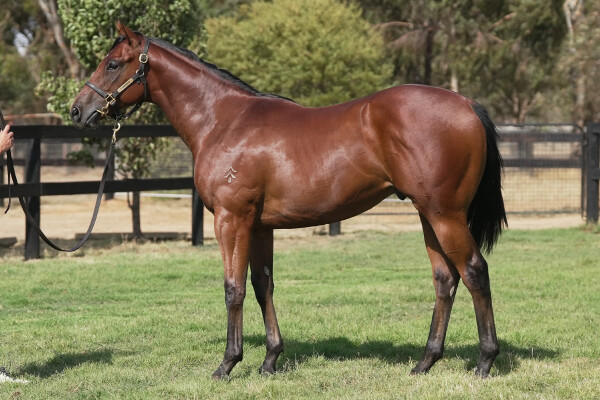 Lot 554: Written By / Chawinda