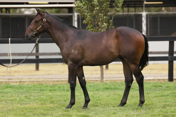 Lot 589: Hanseatic / Diva Diva