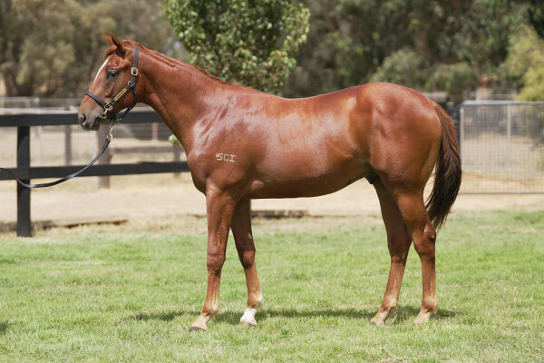 Lot 640: Rubick / Kevat