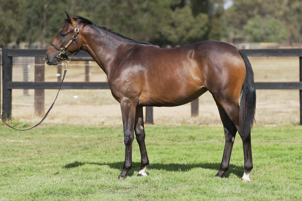 Lot 674: Brazen Beau / Not Only Florina (IRE)
