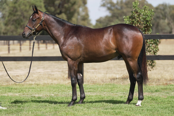 Lot 704: I Am Immortal / Scarlet Charge