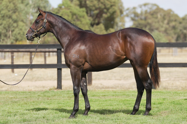 Lot 720: Nicconi / Sora