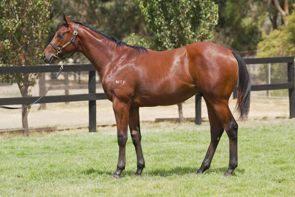 Lot 737: Jacquinot / Tennessee Gold