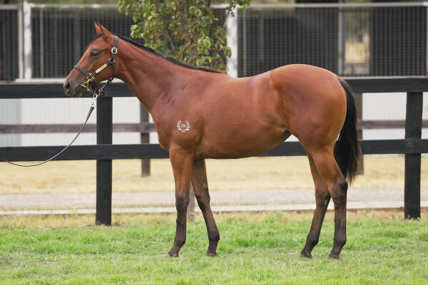 Lot 767: Written By / Ambleve