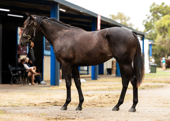 Lot 644: Nicconi / La Richesse