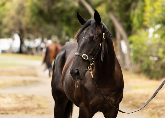 Lot 644: Nicconi / La Richesse