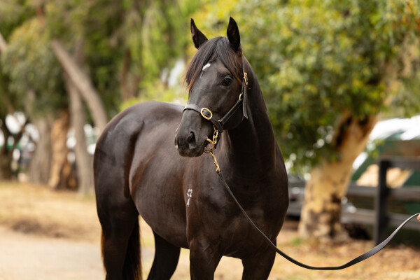 Lot 782: Kermadec (NZ) / Bon Vacance