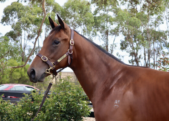 Lot 649: Bruckner / Lisa in Green