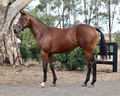 Lot 649: Bruckner / Lisa in Green