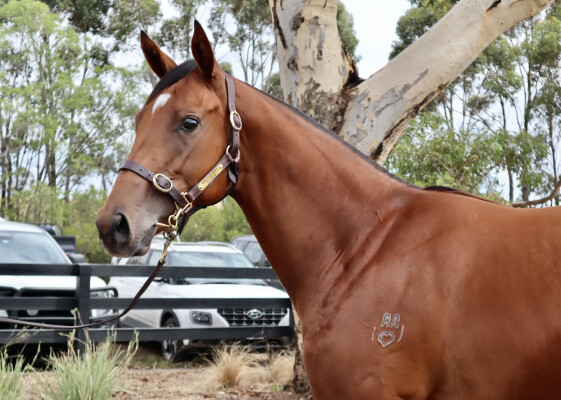 Lot 677: Overshare / Parchoise