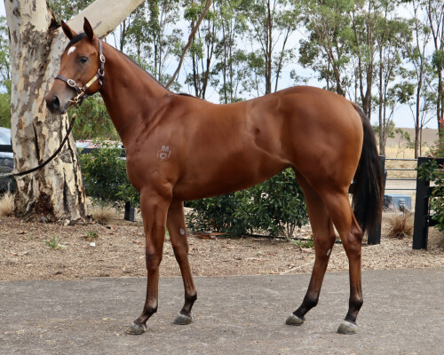 Lot 677: Overshare / Parchoise