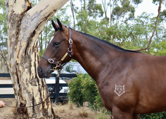 Lot 743: Acrobat / Touch of Greatness