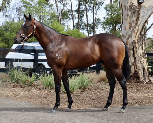 Lot 743: Acrobat / Touch of Greatness