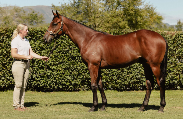 Lot 463: Ocean Park (NZ) / Never Been Kissed (NZ)