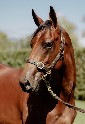 Lot 463: Ocean Park (NZ) / Never Been Kissed (NZ)