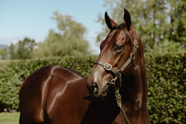 Lot 162: Super Seth / Trevi Dreams (NZ)