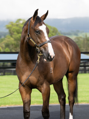 Lot 20: I Am Invincible / Pippie